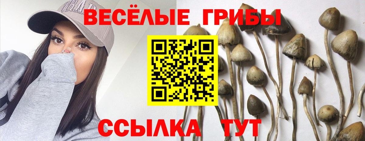 Псилоцибиновые грибы Magic Shrooms  Псилоцибиновые грибы прущие грибы  Горно-Алтайск  Вход с VPN 